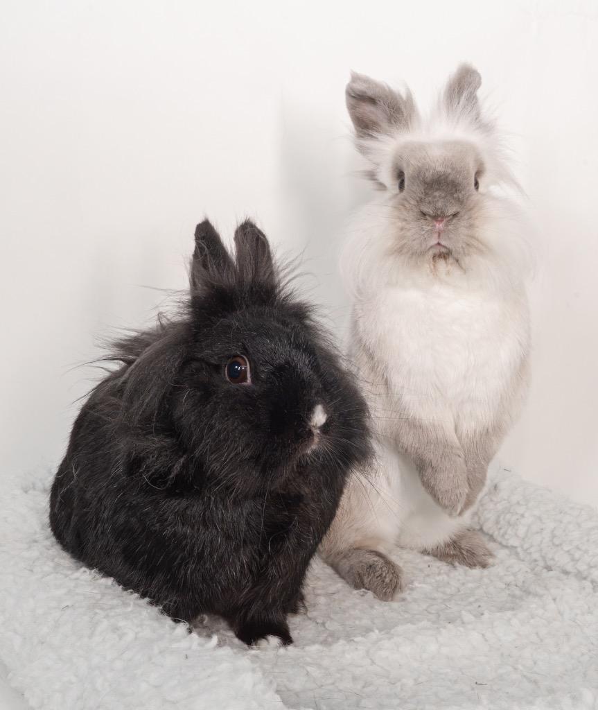 Enlarge Wednesday / Pugsley, a Adoptable Lionhead in San Francisco, CA image 3/6