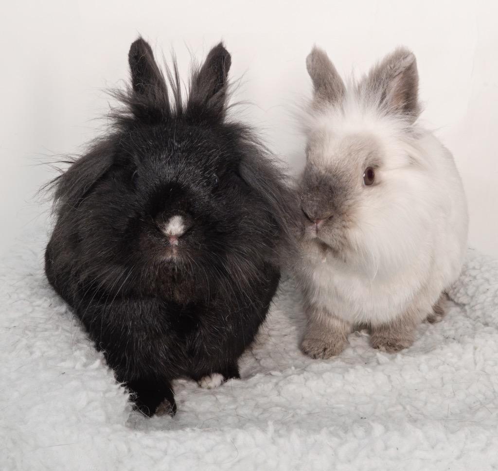 Enlarge Wednesday / Pugsley, a Adoptable Lionhead in San Francisco, CA image 4/6