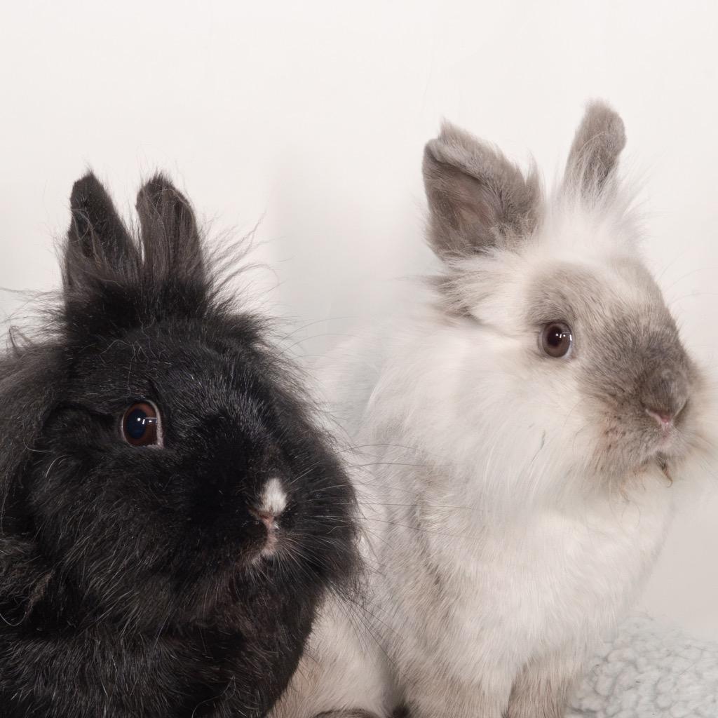 Enlarge Wednesday / Pugsley, a Adoptable Lionhead in San Francisco, CA image 5/6