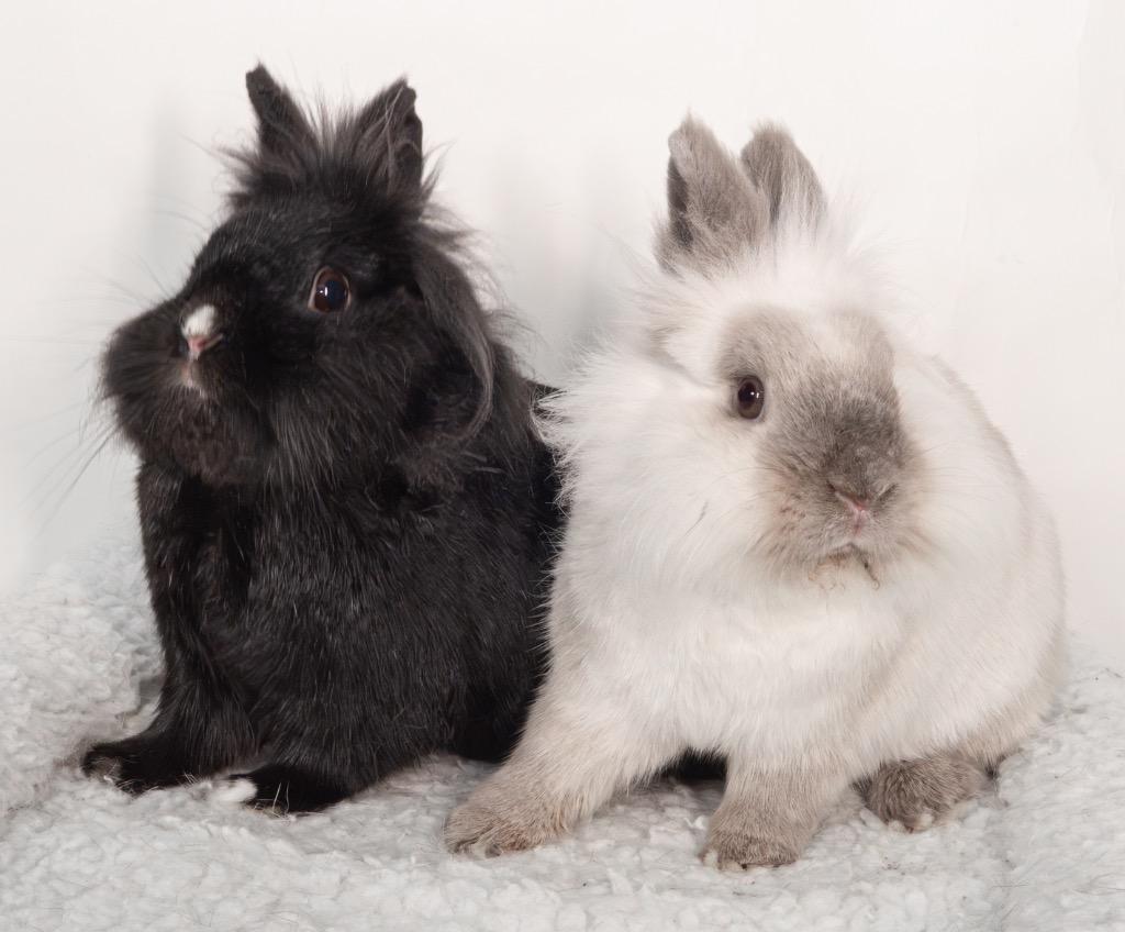 Enlarge Wednesday / Pugsley, a Adoptable Lionhead in San Francisco, CA image 6/6