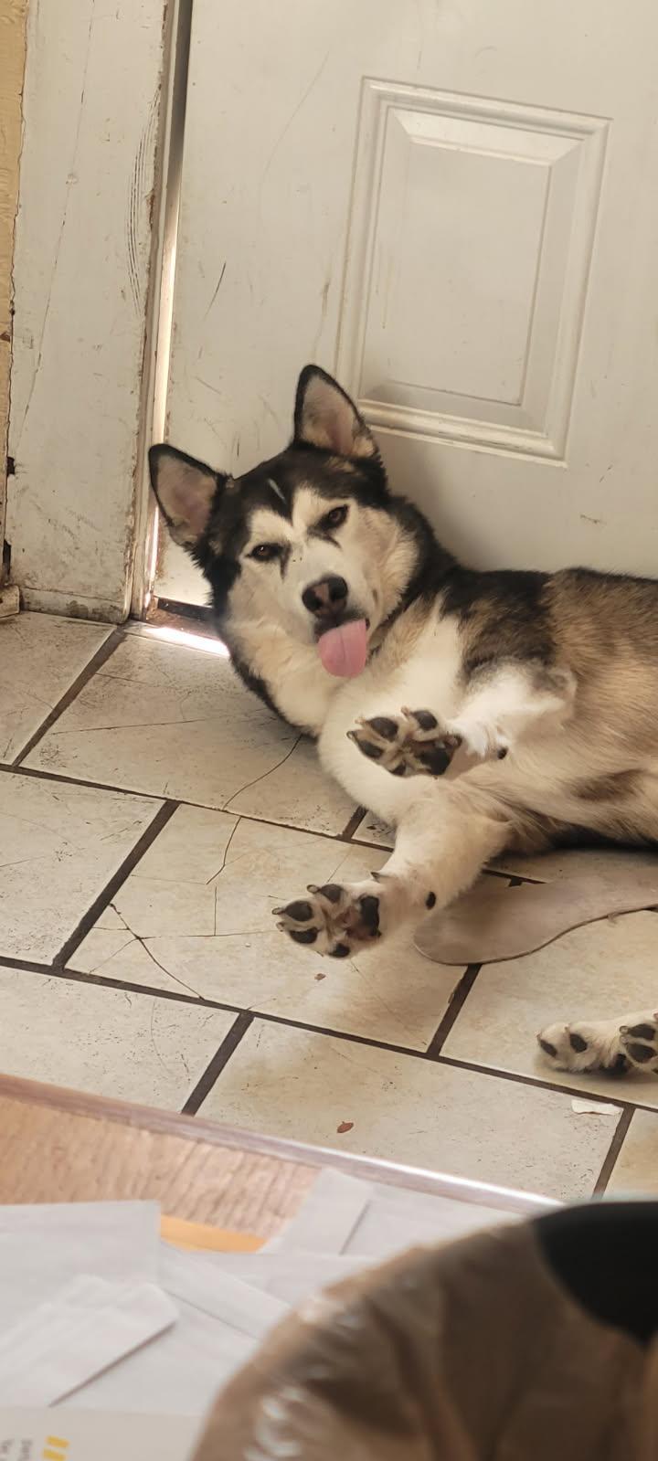 Enlarge Lobo, a ADOPTABLE mixed breed in Nashville, TN image 3/6