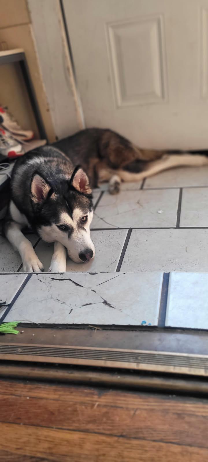 Enlarge Lobo, a ADOPTABLE mixed breed in Nashville, TN image 4/6