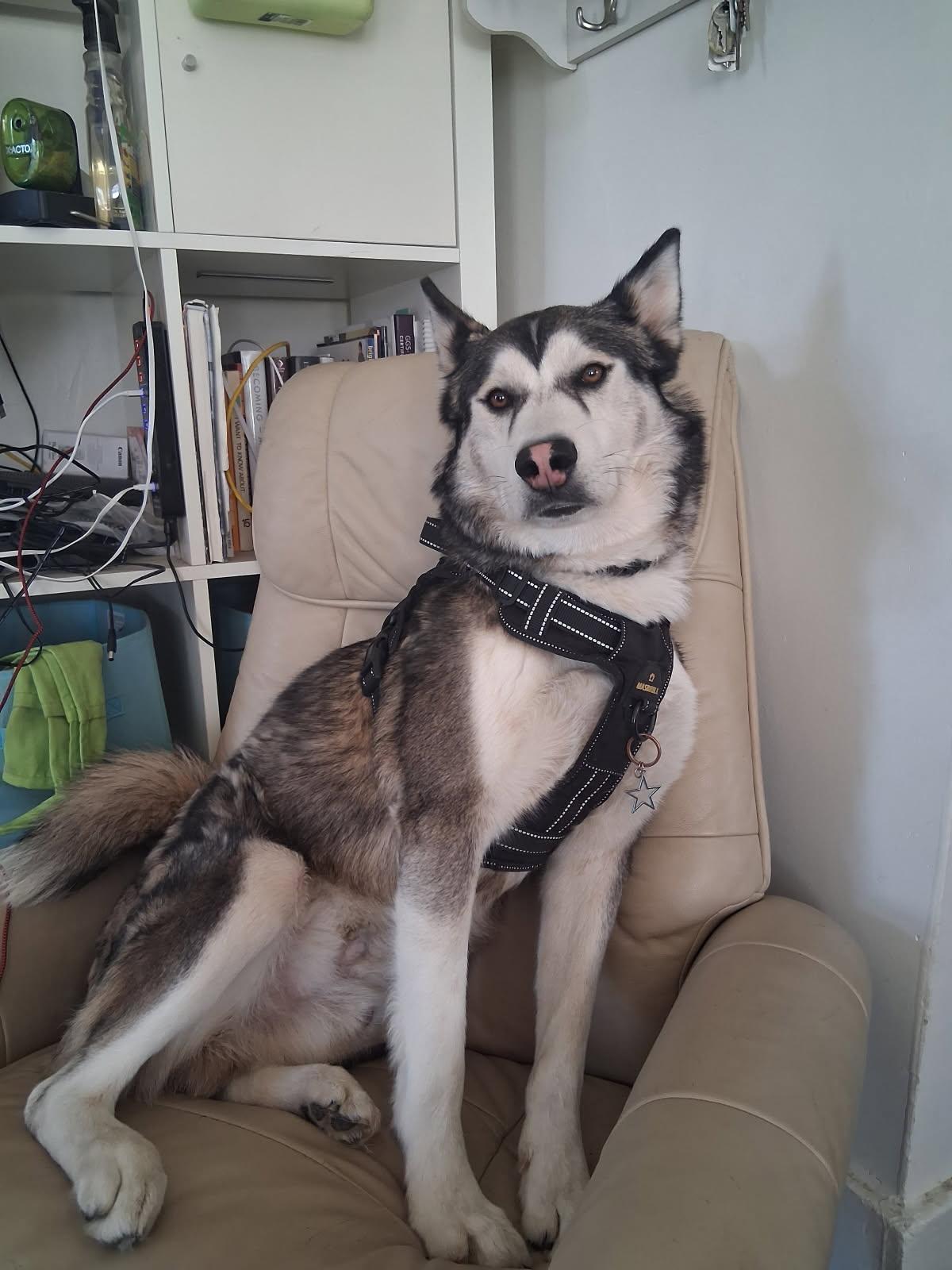 Enlarge Lobo, a ADOPTABLE mixed breed in Nashville, TN image 2/6