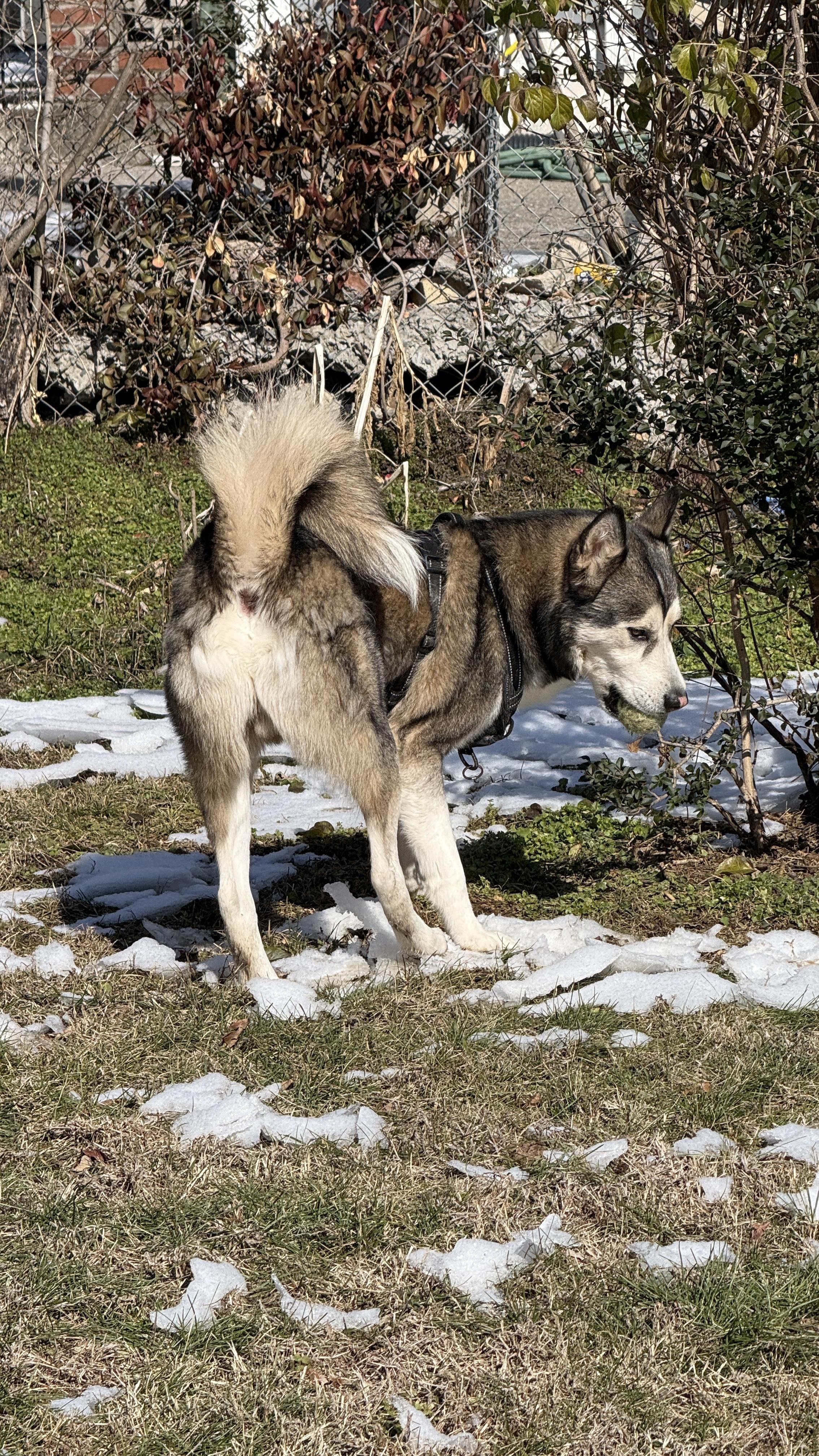 Enlarge Lobo, a ADOPTABLE mixed breed in Nashville, TN image 5/6
