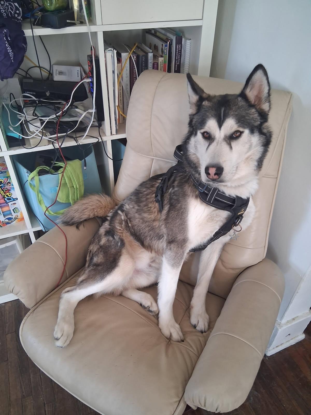 Enlarge Lobo, a ADOPTABLE mixed breed in Nashville, TN image 1/6