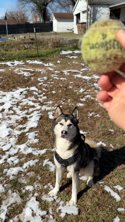 Enlarge Lobo, a ADOPTABLE mixed breed in Nashville, TN video 6/6