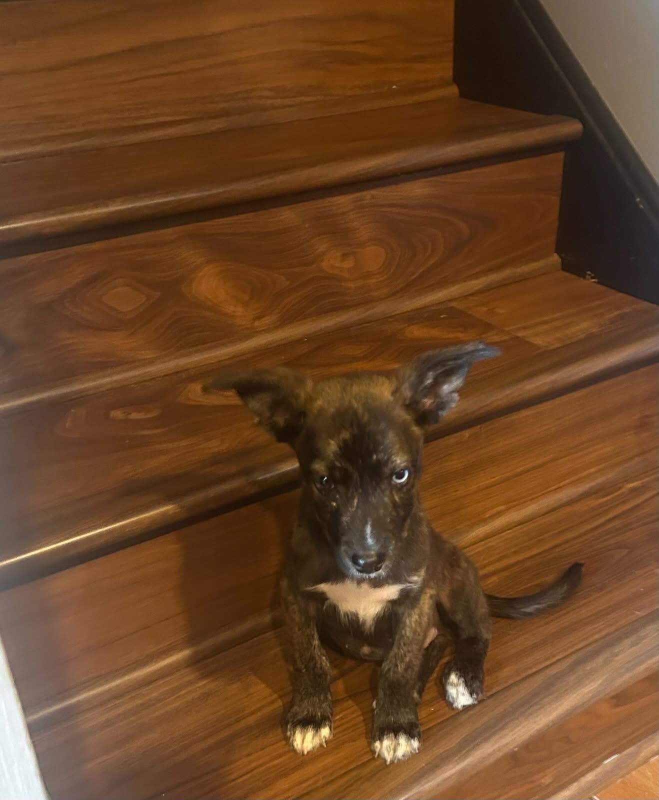 Pinot, Baby Male unknown