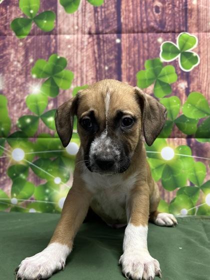 Freddie — thumbnail 2