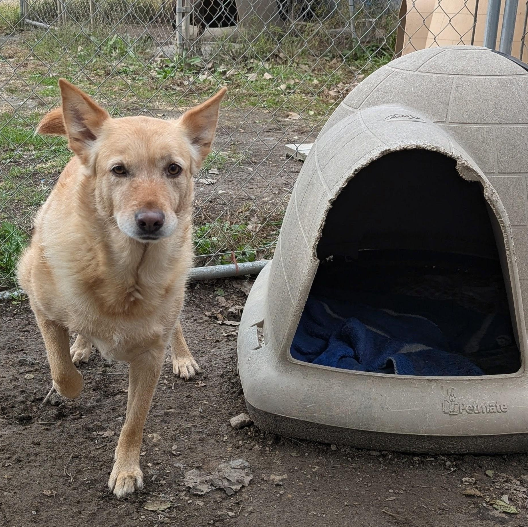 Enlarge Lucy, a ADOPTABLE mixed breed in Valley Falls, KS image 2/2