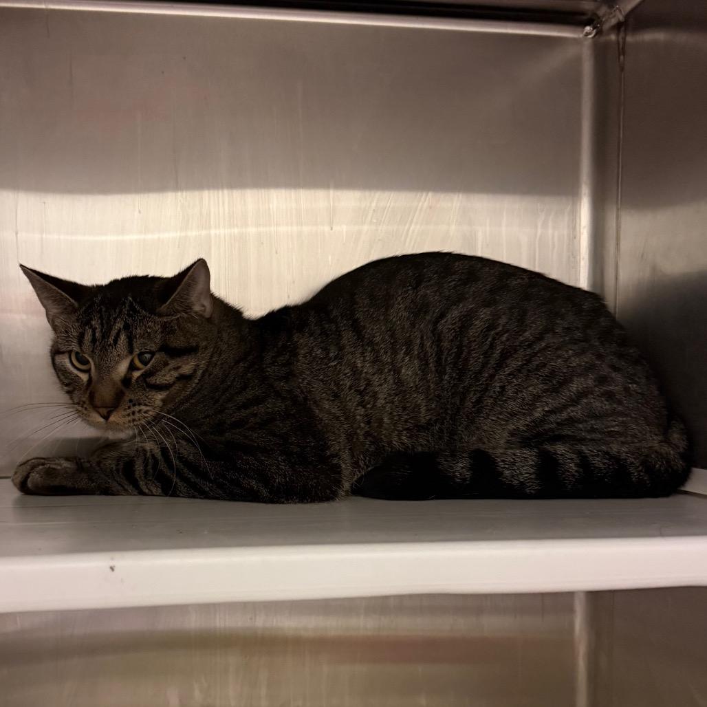 Barn Cat, Adoptable, Adult Male Domestic Short Hair.