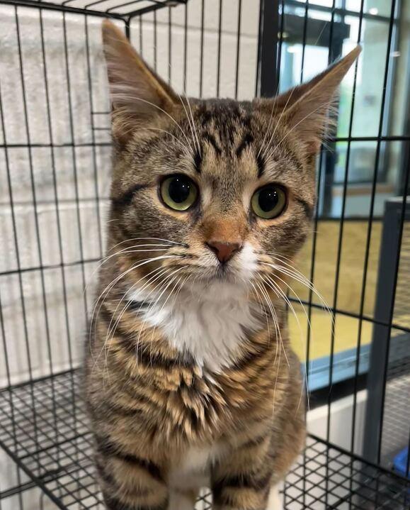 Grenade, an adopted Domestic Short Hair in Jackson, MI image 3/3