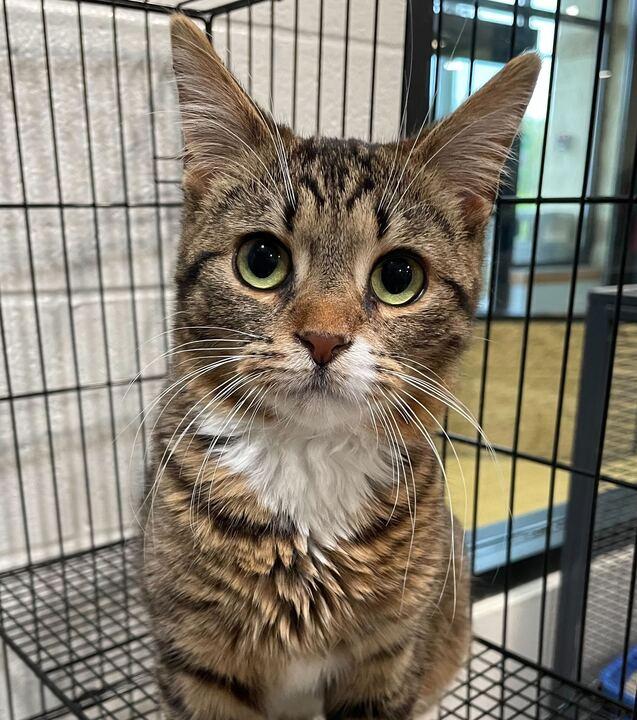 Grenade, an adopted Domestic Short Hair in Jackson, MI image 1/3
