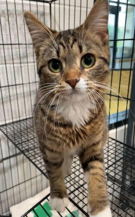 Grenade, an adopted Domestic Short Hair in Jackson, MI image 2/3