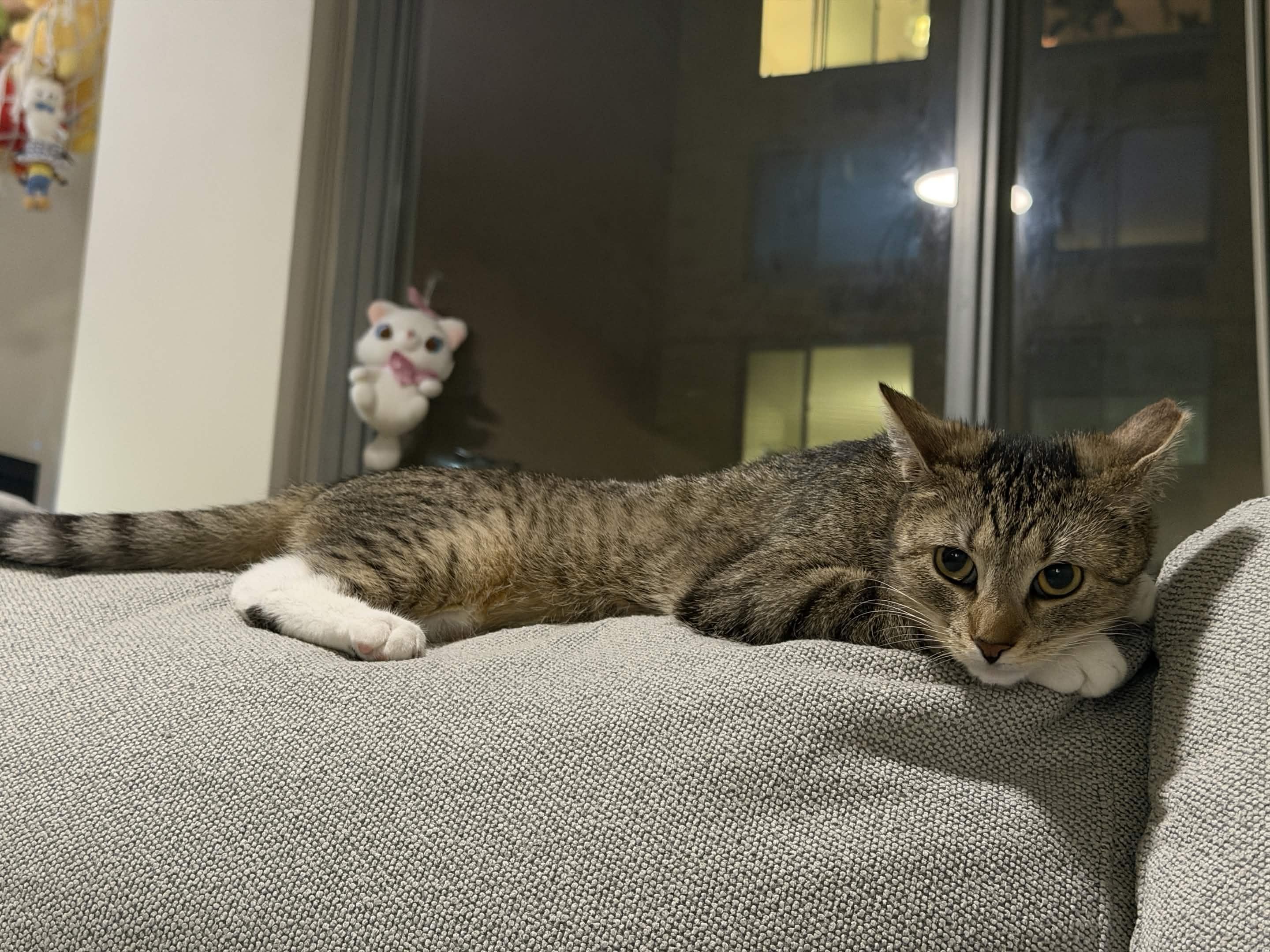 Enlarge Nube, a ADOPTABLE Domestic Short Hair in Weehawken, NJ image 3/6