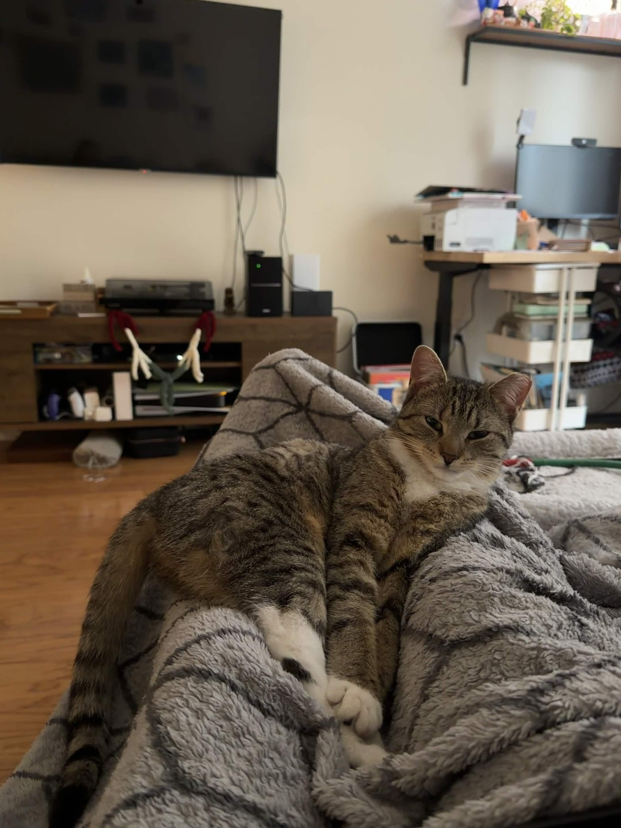 Enlarge Nube, a ADOPTABLE Domestic Short Hair in Weehawken, NJ image 4/6