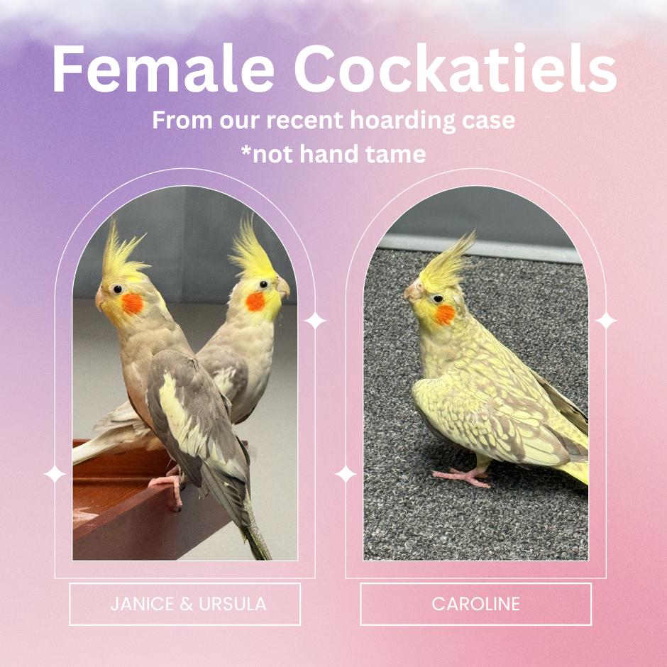 Female Cockatiels, Adoptable, Adult Female Cockatiel.