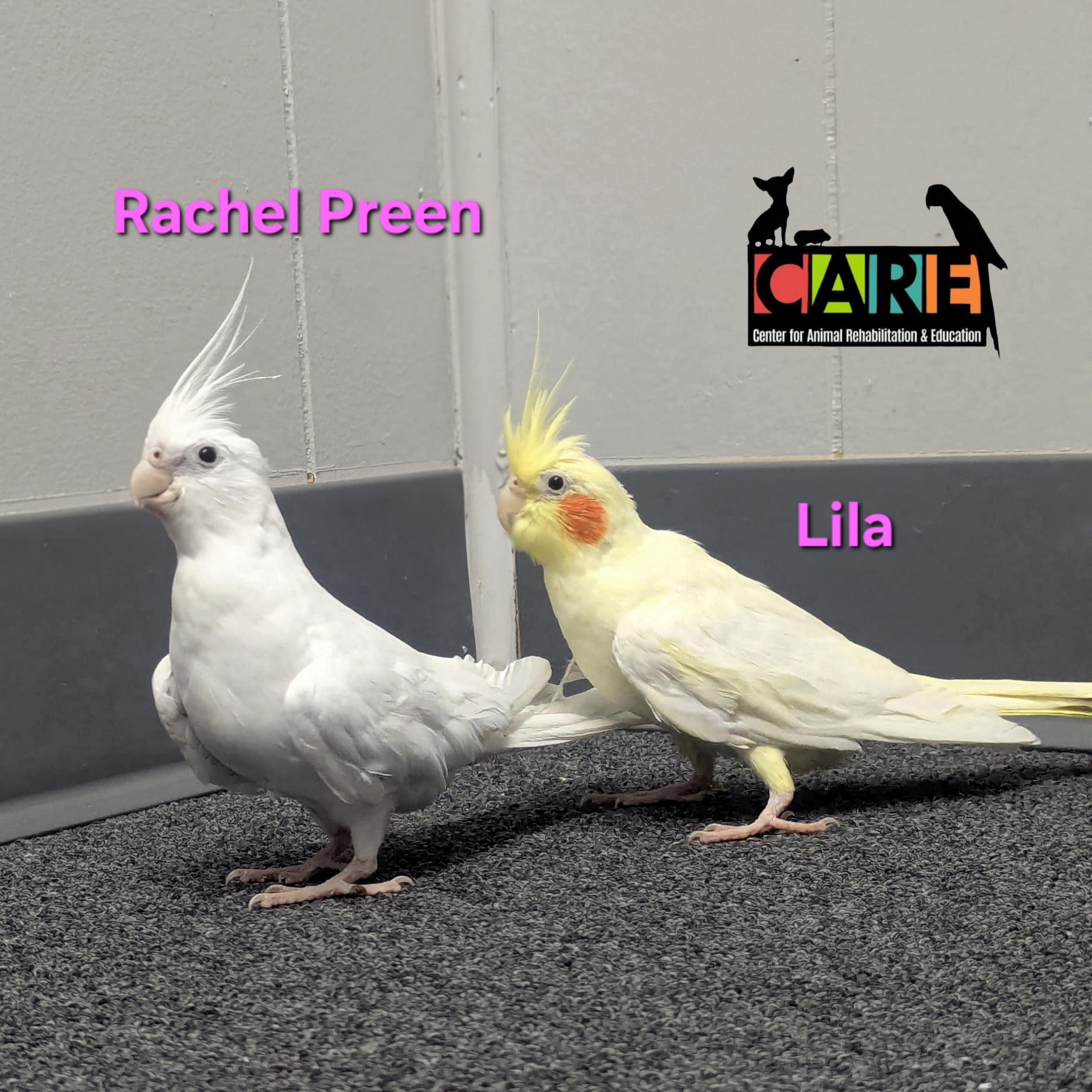 Enlarge Female Cockatiels, a Adoptable Cockatiel in Waukesha, WI image 2/3