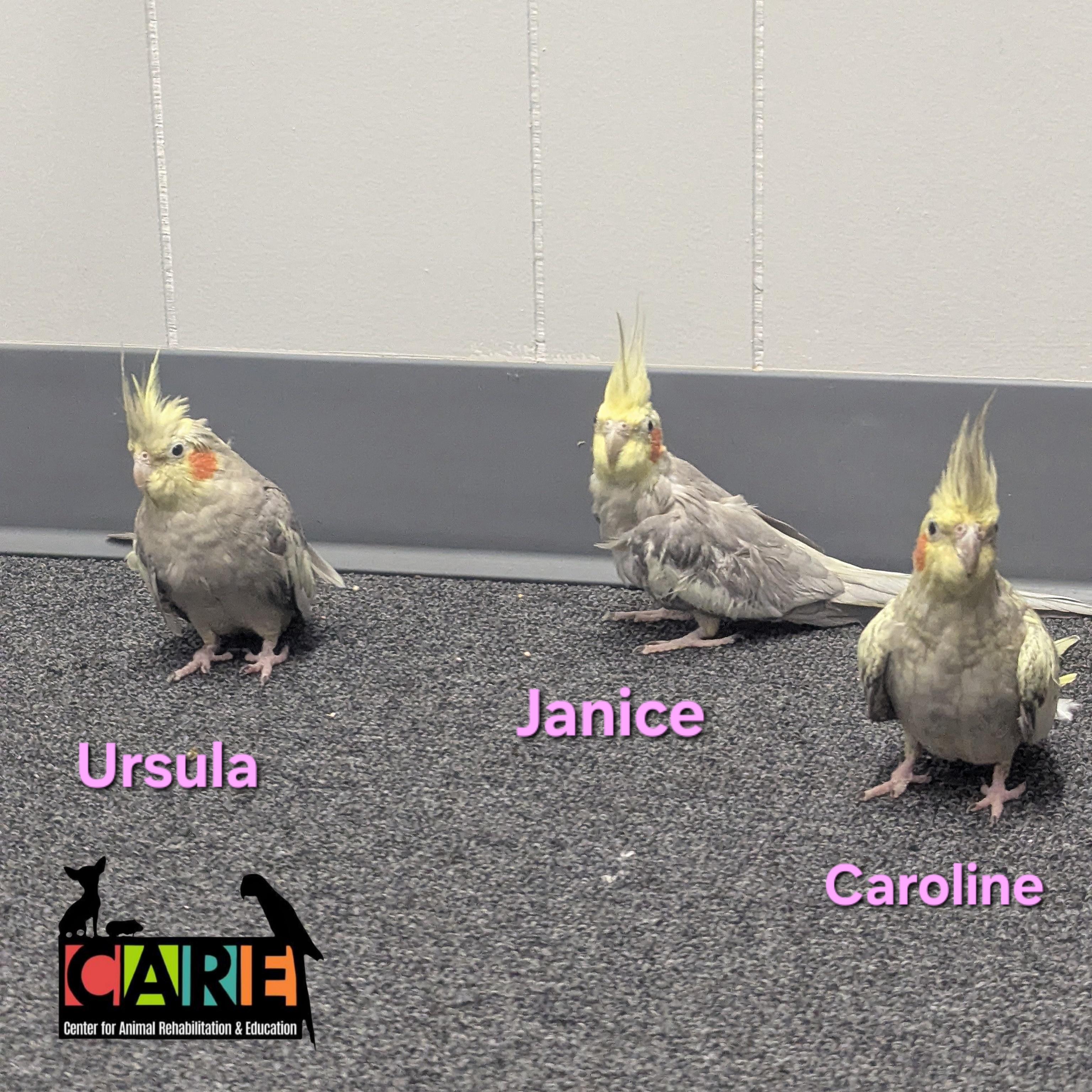 Enlarge Female Cockatiels, a Adoptable Cockatiel in Waukesha, WI image 3/3