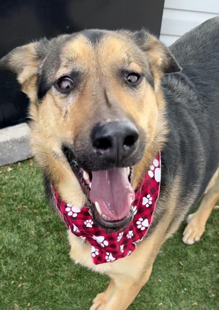 May2, Adoptable, Puppy Female German Shepherd Dog.