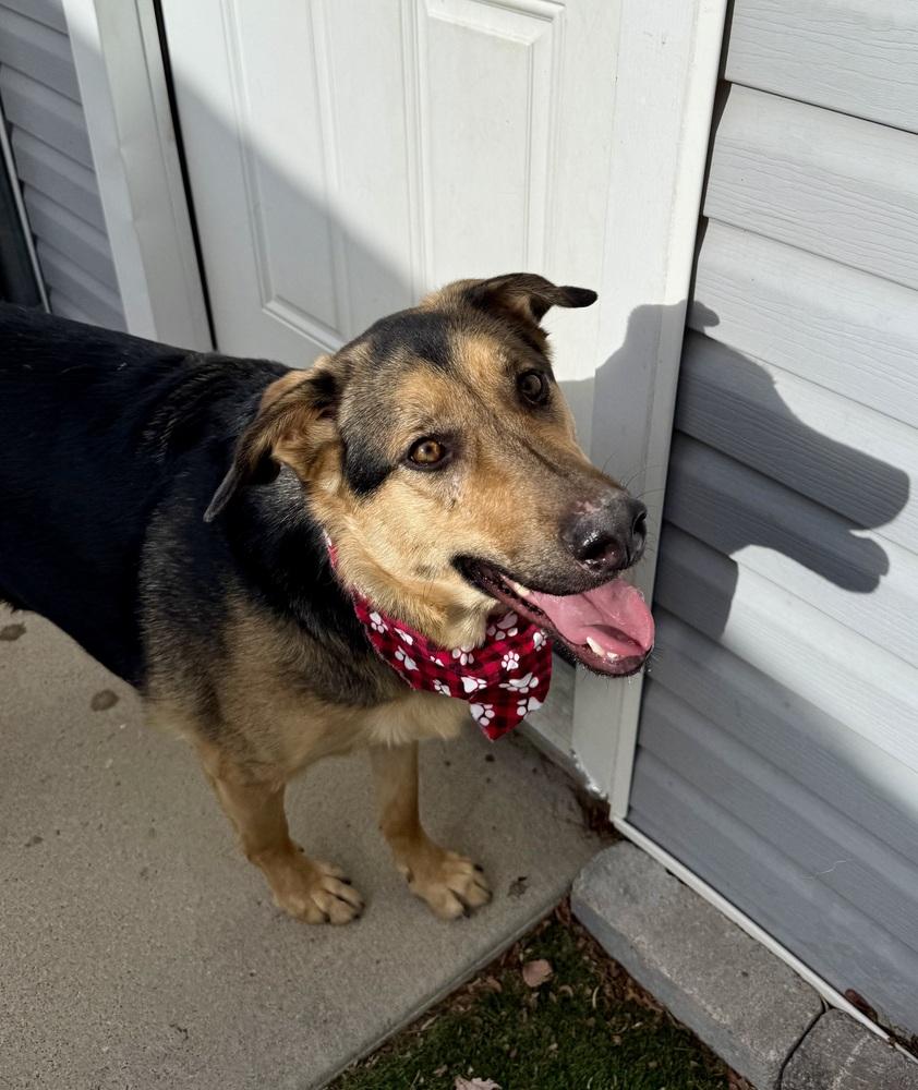Enlarge May2, a Adoptable mixed breed in Littleton, CO image 2/5