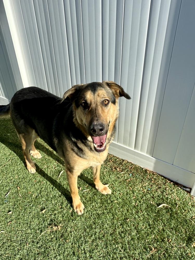 Enlarge May2, a Adoptable mixed breed in Littleton, CO image 4/5