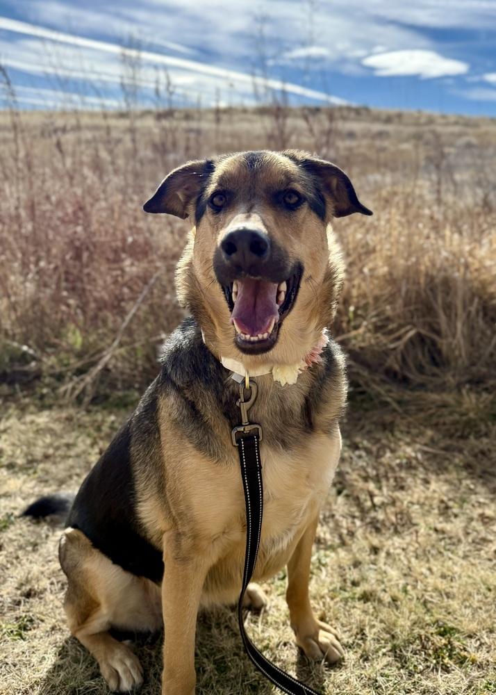 Enlarge May2, a Adoptable mixed breed in Littleton, CO image 5/5