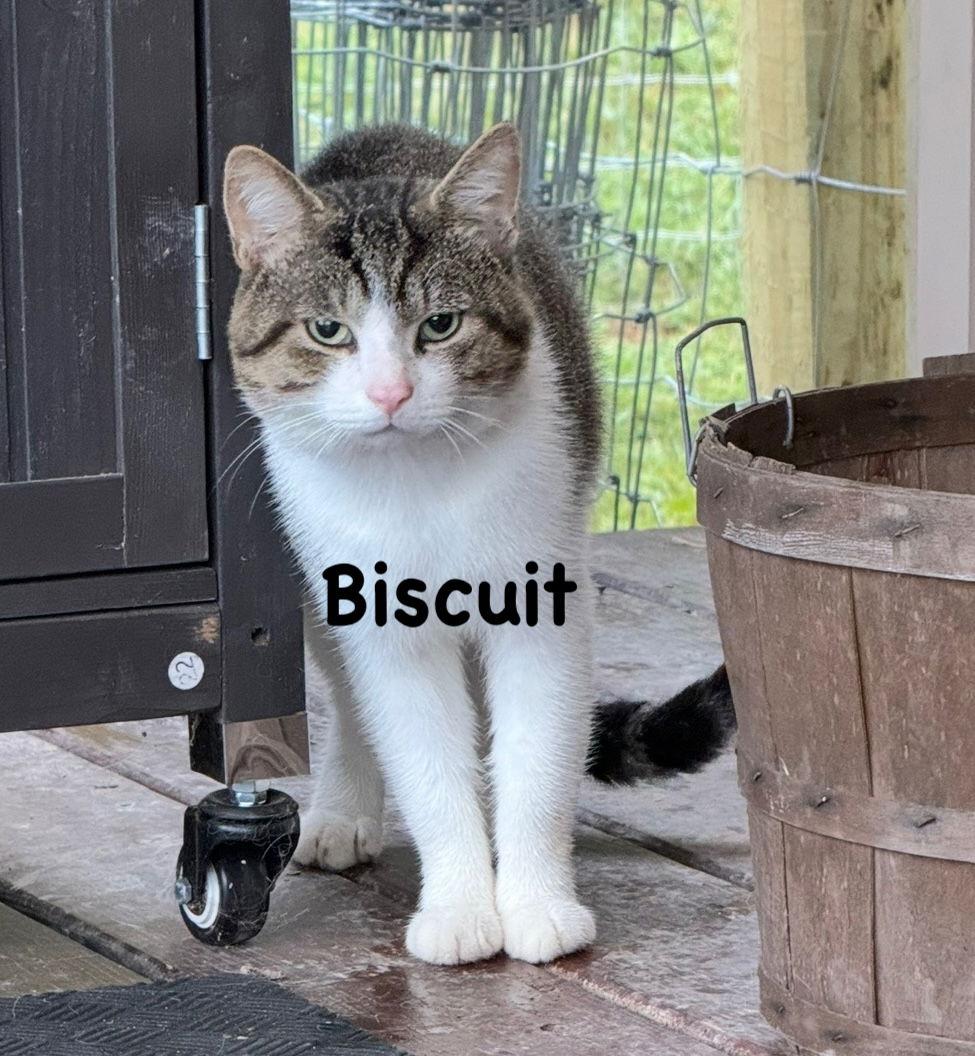 Biscuit, Adoptable, Adult Male Domestic Short Hair & Tabby.