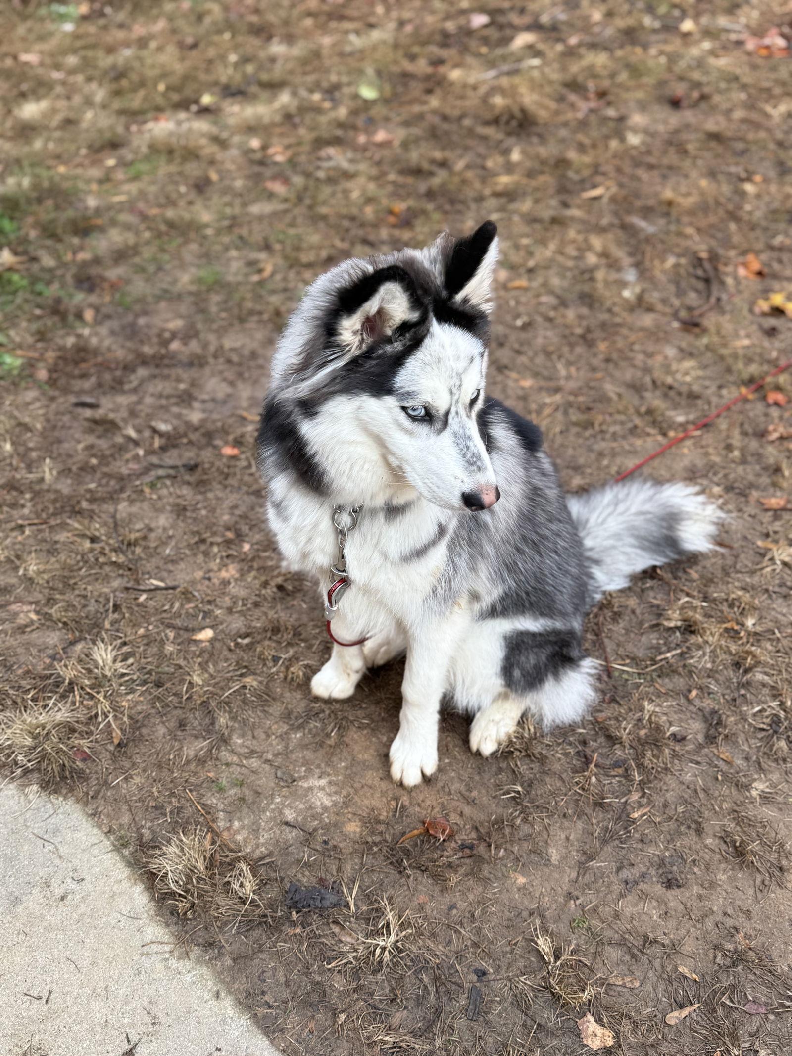 Enlarge Nyx, a Adoptable Siberian Husky in Cumming, GA image 1/3
