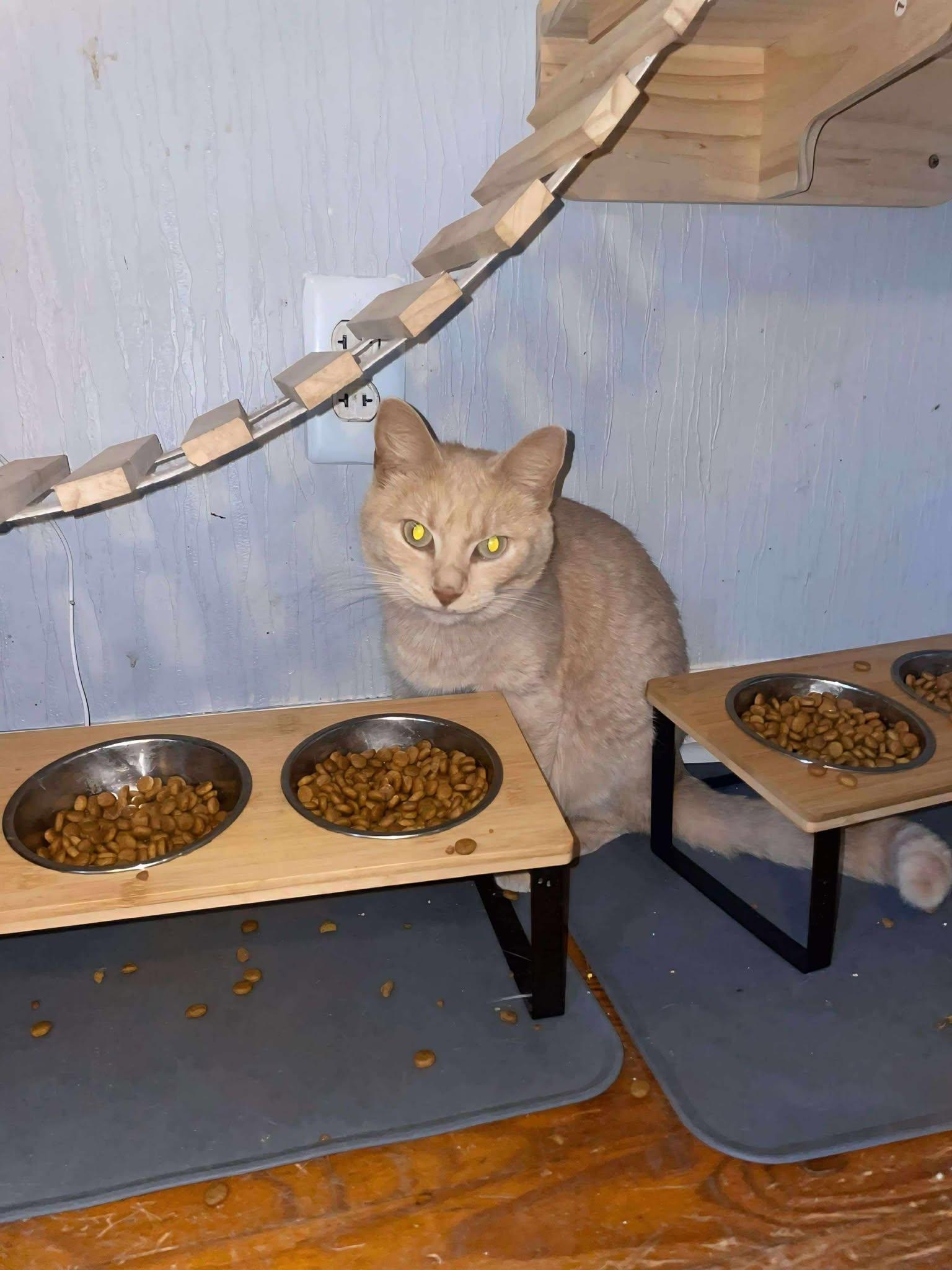 Enlarge Sandy, a Adopted mixed breed in Terre Haute, IN image 1/1