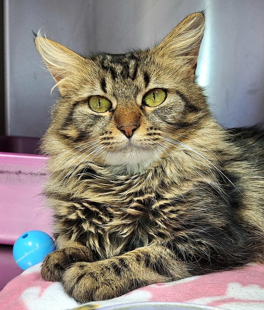 Enlarge Fifi, a Adoptable mixed breed in Ferndale, MI image 1/3