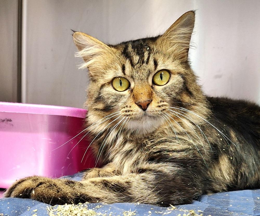 Enlarge Fifi, a Adoptable mixed breed in Ferndale, MI image 2/3