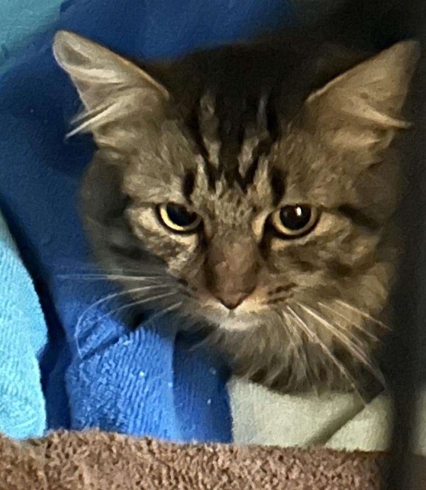 Enlarge Fifi, a Adoptable mixed breed in Ferndale, MI image 3/3