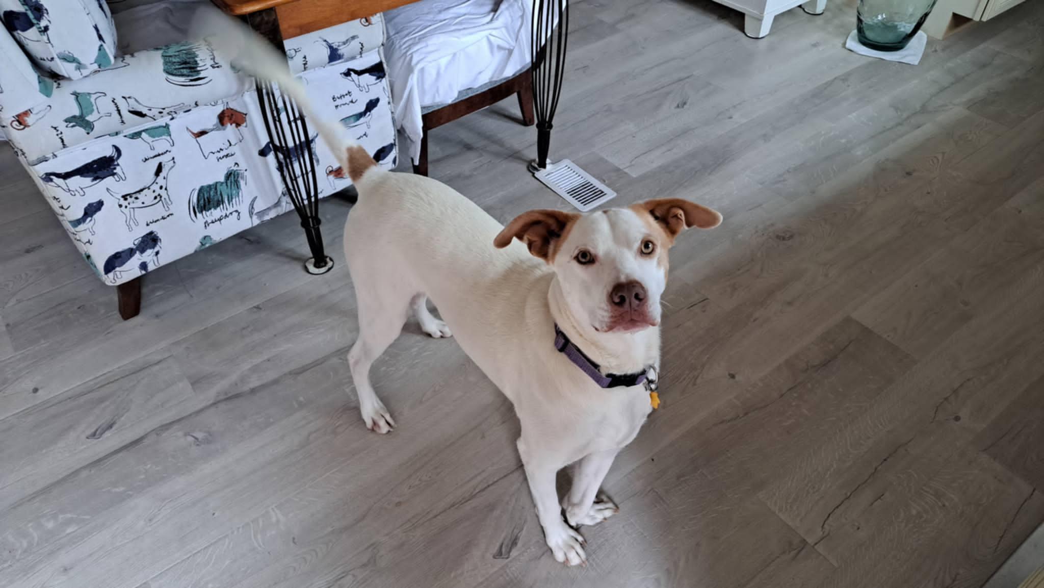 Enlarge Boo, a Adoptable mixed breed in Zuni, VA image 3/6