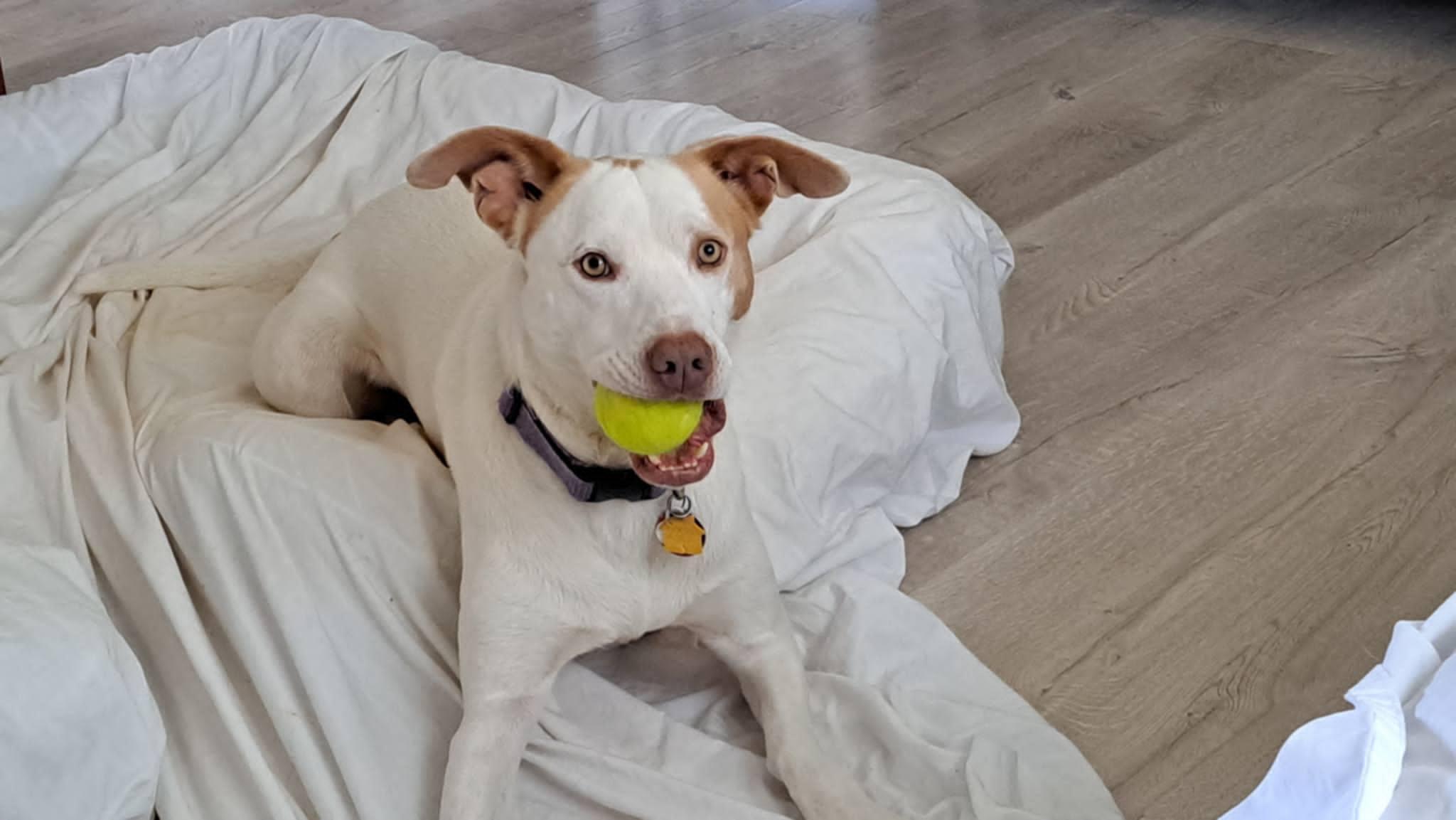 Enlarge Boo, a Adoptable mixed breed in Zuni, VA image 2/6