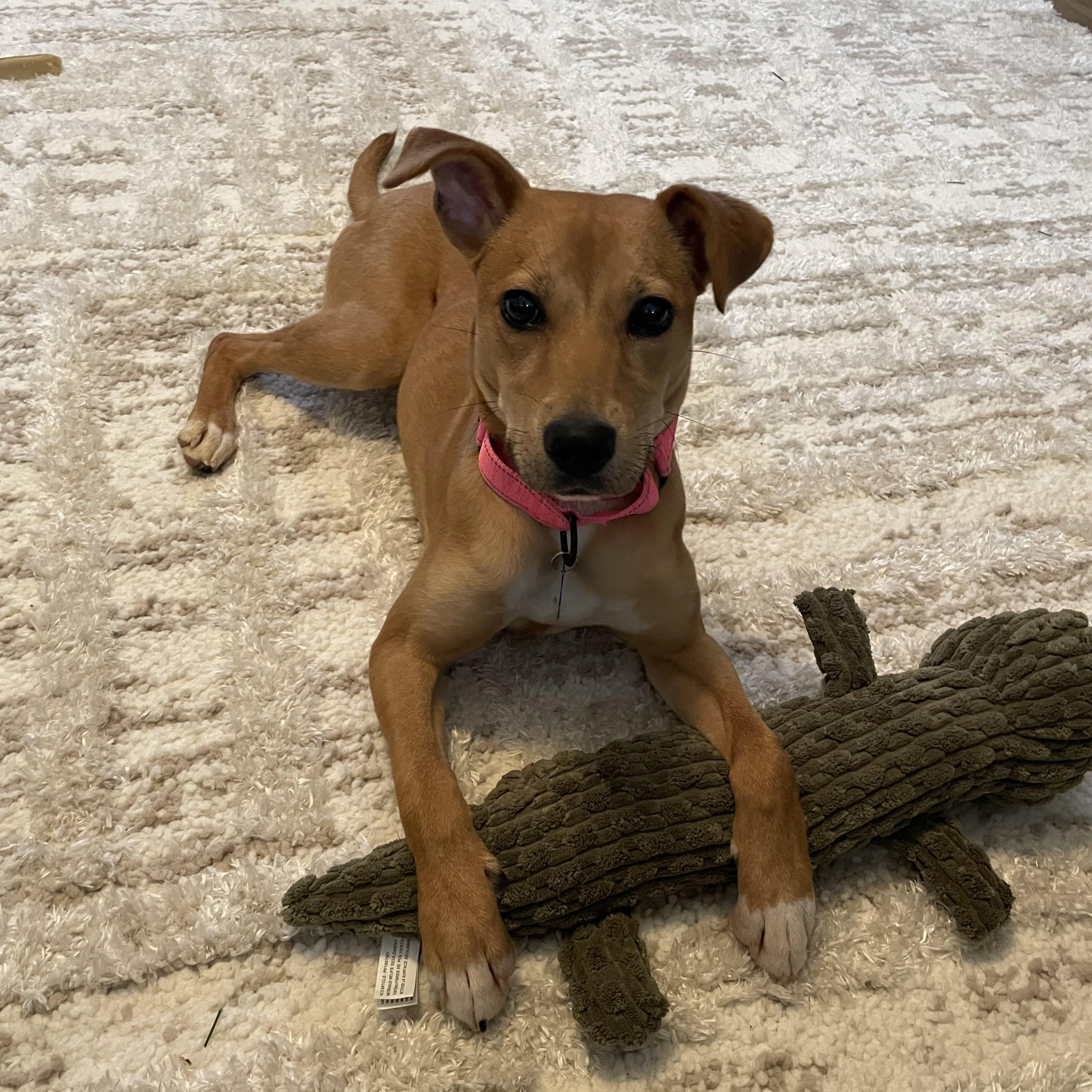 Butter, adopted, Young Female Smooth Fox Terrier.