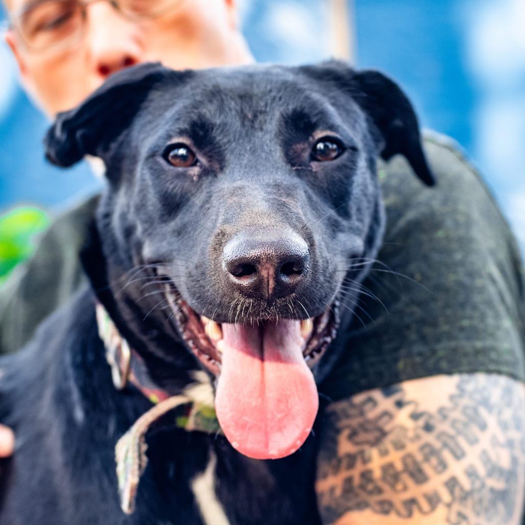 Enlarge Curie, a Adoptable Mixed Breed in Colorado Springs, CO image 1/5