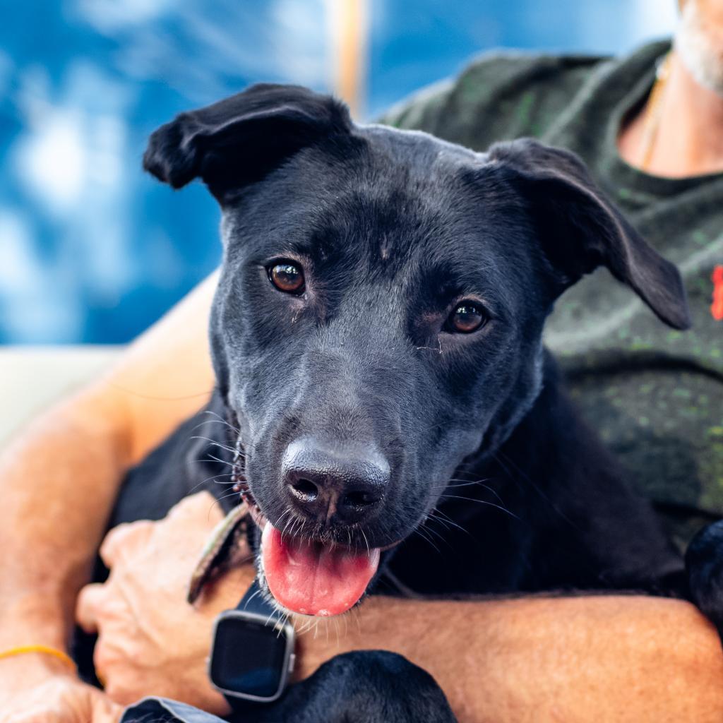 Enlarge Curie, a Adoptable Mixed Breed in Colorado Springs, CO image 2/5