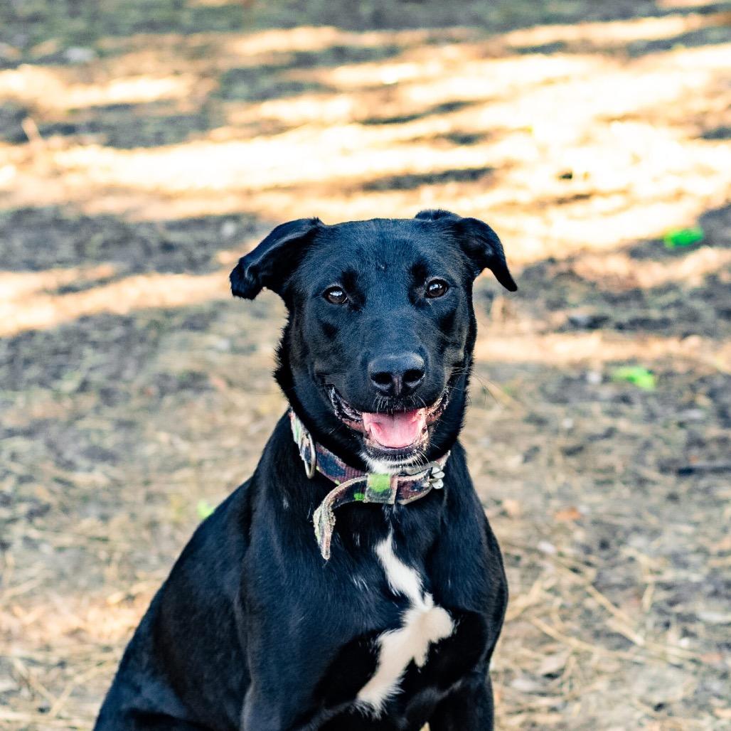 Enlarge Curie, a Adoptable Mixed Breed in Colorado Springs, CO image 3/5