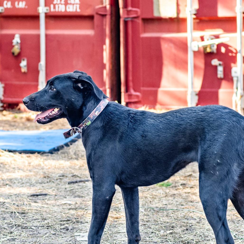 Enlarge Curie, a Adoptable Mixed Breed in Colorado Springs, CO image 4/5