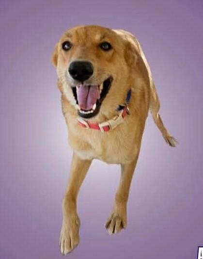 Stella, Adoptable, Adult Female Mixed Breed & Mixed Breed.