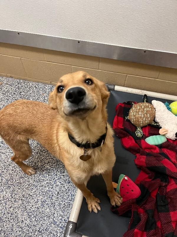 Enlarge Stella, a Adoptable mixed breed in Fort Collins, CO image 2/3