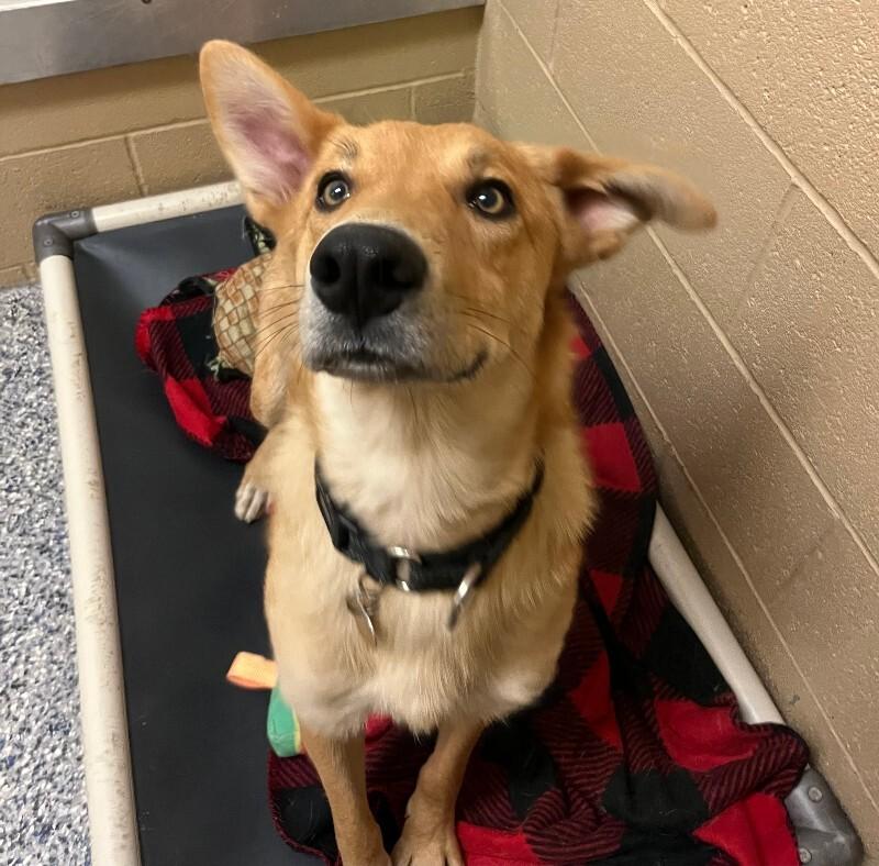 Enlarge Stella, a Adoptable mixed breed in Fort Collins, CO image 3/3