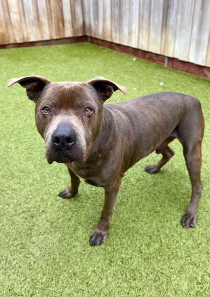 Umber, Adoptable, Senior Male Pit Bull Terrier & Mixed Breed.