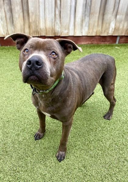 Enlarge Umber, a Adoptable mixed breed in Eugene, OR image 2/3