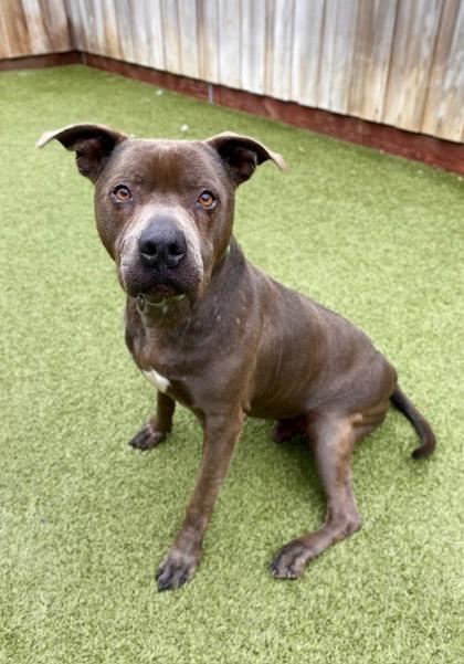 Enlarge Umber, a Adoptable mixed breed in Eugene, OR image 3/3