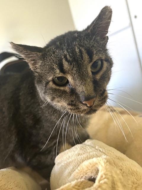 Enlarge Mr. Grey, a ADOPTABLE Domestic Short Hair in Denver, CO image 3/3