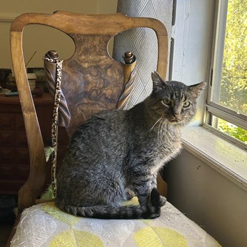 Mr. Grey, ADOPTABLE, Adult Male Domestic Short Hair.