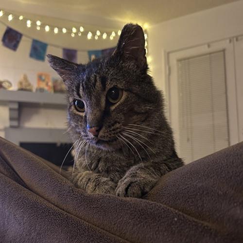 Enlarge Mr. Grey, a ADOPTABLE Domestic Short Hair in Denver, CO image 2/3