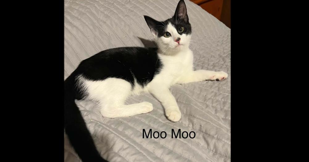 Moo Moo, Adoptable, Kitten Female Domestic Short Hair.