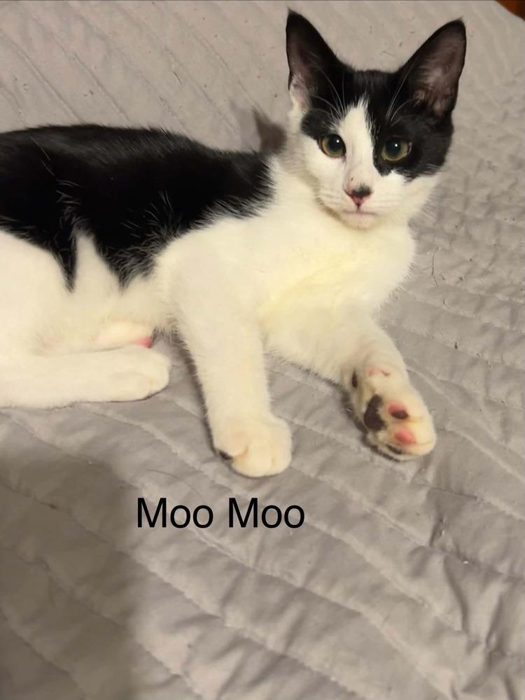 Enlarge Moo Moo, a Adoptable mixed breed in Groveland, MA image 2/3